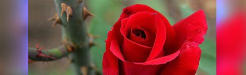 وردة بين الأشواك