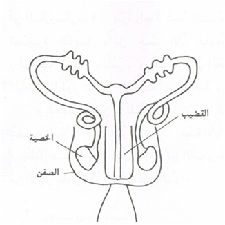 رسم يُمثل أعضاء الرجل