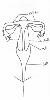 رسم يُمثل أعضاء الأنثى