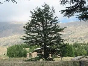 موجز للنبوة في أسفار المزامير موجز للنبوة في أسفار المزامير